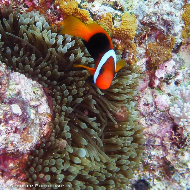 Anemone fish!  Outer Great Barrier Reef 