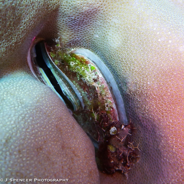 A mollusk in the coral.  Outer Great Barrier Reef